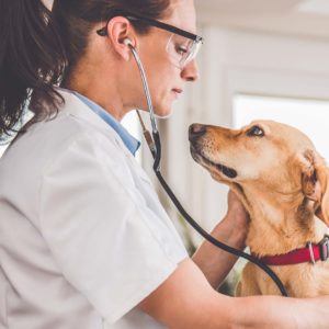 vet with cute dog